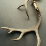 Gold Leafed Antlers