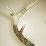 Hand Painted Antler