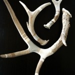 Hand Painted Antlers
