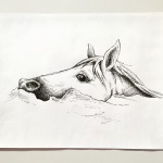 chincoteague pony