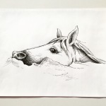 chincoteague pony